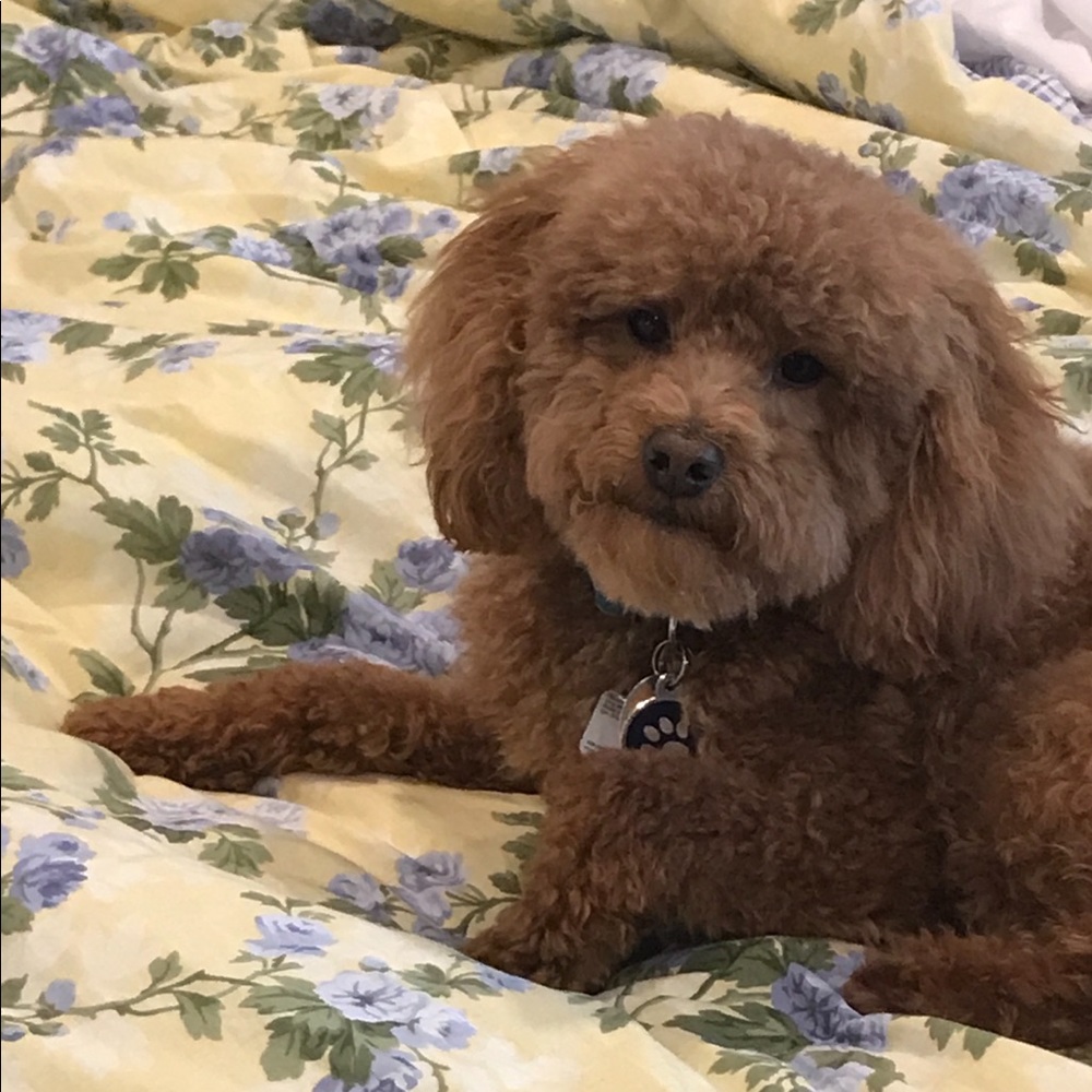 Meet your Pawsher - Picture 2 of 2